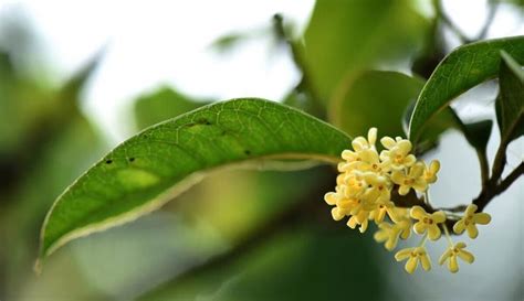 四季桂花風水|桂花树的风水象征与寓意（桂花树带来财运和吉祥的风。